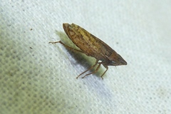 Aphrodes makarovi