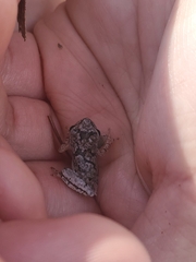 Hyla femoralis