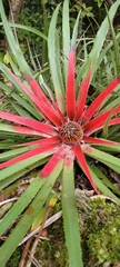 Fascicularia bicolor