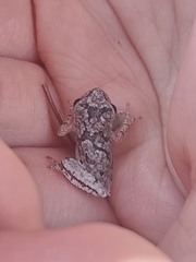 Hyla femoralis