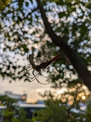 Trichonephila clavata