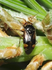 Camptozygum aequale