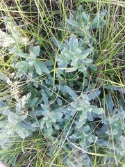Teucrium