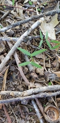 Vicia sativa