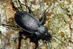 Carabus hortensis