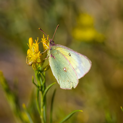 Colias