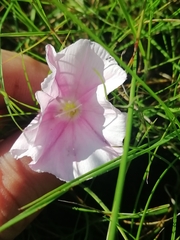 Convolvulus cantabrica