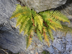 Dryopteris affinis cambrensis