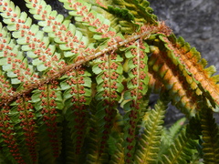 Dryopteris affinis cambrensis