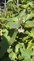 Solanum melongena