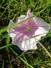 Convolvulus cantabrica