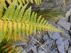 Dryopteris affinis cambrensis