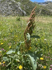 Rumex alpinus