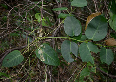 Vincetoxicum polyanthum