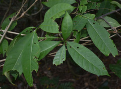 Tabernaemontana orientalis