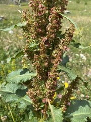 Rumex alpinus