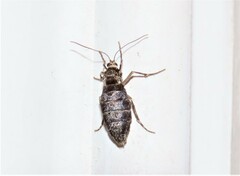 Operophtera