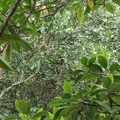 Boiga melanota