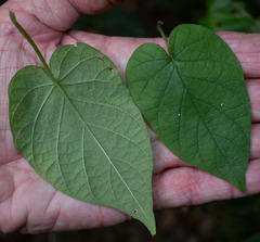 Ipomoea obscura