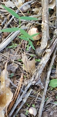 Vicia sativa