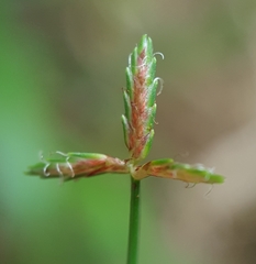 Cyperus haspan