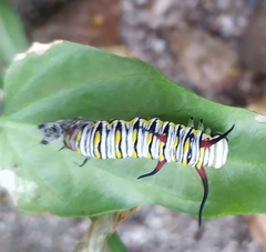 Danaus