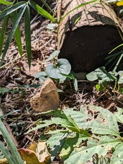 Lethe sicelis