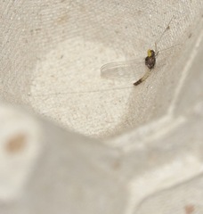 Baetis fuscatus