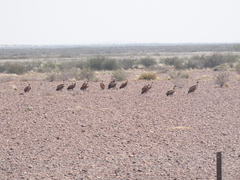Torgos tracheliotos tracheliotos