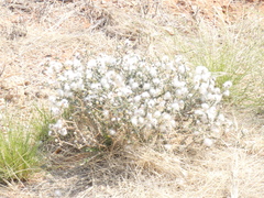 Eriocephalus merxmuelleri