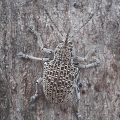 Cydianerus latruncularius