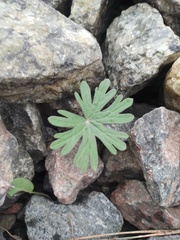 Geranium sanguineum