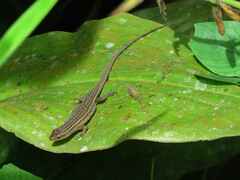 Eutropis rugifera