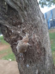 Cydianerus latruncularius