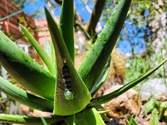 Danaus plexippus plexippus