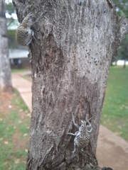 Cydianerus latruncularius