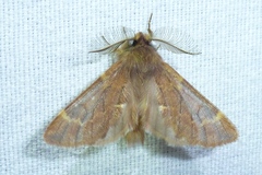 Ptilophora plumigera