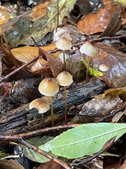 Mycena crocata