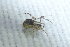 Platnickina tincta