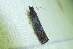 Epinotia maculana