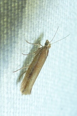 Ypsolopha ustella