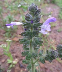 Salvia verbenaca