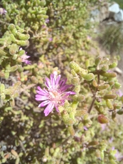 Drosanthemum hispidum