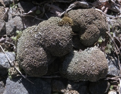 Cladonia strepsilis
