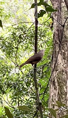 Colluricincla rufogaster