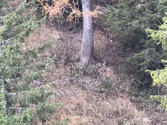 Capreolus capreolus