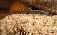 Lygodactylus verticillatus