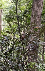 Colluricincla rufogaster