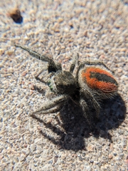 Phidippus ardens