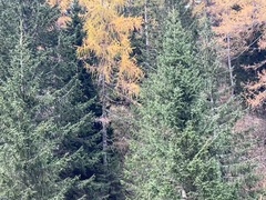 Capreolus capreolus